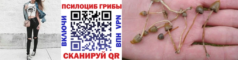 где купить наркотик hydra tor Псилоцибиновые грибы Cubensis Киренск
